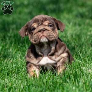 Chanel Cocoa, English Bulldog Puppy